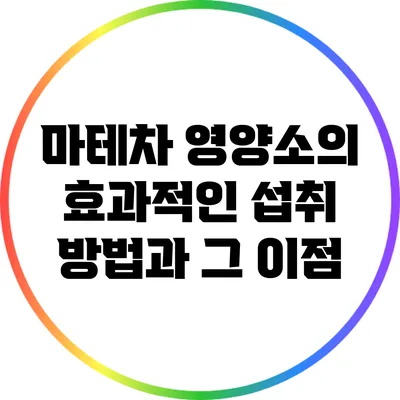 마테차 영양소의 효과적인 섭취 방법과 그 이점