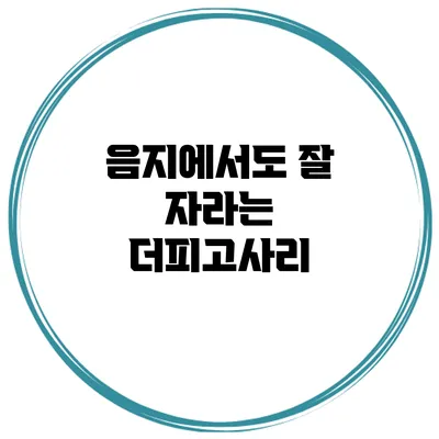 음지에서도 잘 자라는 더피고사리